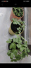 IAM City Farmer牵牛花种植盆栽 小学生科学趣味diy盆栽 植物观察窗发芽生长10034 实拍图
