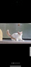 阿飞和巴弟猫粮e76益生菌全价冻干双拼猫粮P86无谷纯鸡肉低敏成猫幼猫猫粮 鸡肉鳕鱼配方E80C  3斤 实拍图