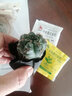 种花迷绯花玉仙人球盆栽四季开花好活净化空气吸甲醛桌摆办公室花卉绿植 玫红原盆原土 小球3-4厘米 实拍图