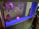 森森（SUNSUN）鱼缸水族箱含鱼缸客厅大型玻璃缸办公室龙鱼生态缸自循环水族箱 时尚款底滤1.2m长 36宽 靠墙(黑白灰) 实拍图