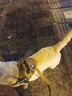 出众者狗狗牵引绳马犬胸背带大型犬狗绳背心式狗背带法斗金毛狗狗用品 背带+85cm狗绳/棕色 L码（推荐体重35-75斤） 实拍图