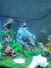 咪贝萌小鱼缸造景小摆件人物房子钓鱼翁水族箱装饰品微景观虾金鱼造景石 一寸渔翁 实拍图