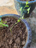 芥圃百香果苗四季黄金百香果大苗 官方旗舰 香蜜9号百香果四季结果树 紫香百香果苗 15-30cm 实拍图