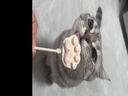 优基猫零食冻干猫爪棒幼猫成猫通用猫咪洁牙棒训练奖励鸡肉味棒棒糖 鸡肉味 3包*3.5g 实拍图