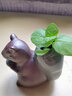 仟尚亿 创意绿萝水培植物玻璃透明养花花瓶插花容器花盆器皿桌面个性办公室家用室内客厅装饰小摆件 水培-小松鼠 实拍图