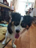 晗颂中大型犬柯基牛皮压骨狗狗洁齿磨牙棒骨头咬胶宠物零食耐咬除口臭 6寸1支装纯净牛皮 实拍图