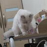 倍酷petAg羊奶粉猫用试用装10g 实拍图