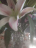 BOHEMIA捷克进口BOHEMIA原装水晶玻璃花瓶家居时尚简约插花花器摆件 桑巴透明（假一罚十） 实拍图