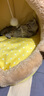 MinkSheen猫窝夏季四季通用 狗窝猫屋猫床网红狗窝小型犬幼犬狗垫子可拆洗宠物用品 猫吉吉S-小型（7斤猫咪/5斤狗狗） 实拍图
