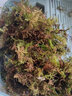 宠以沫（CHONG YIMO）乌龟冬眠用品过冬装备套装小房子专用沙土无菌土蛭石苔藓爬宠垫材 30g苔藓 实拍图