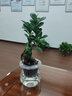 叹为观止室内阳台绿植盆栽水培植物办公室桌面小盆景 小榕树(冬瓜玻璃瓶) 带盆栽好 实拍图