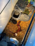 法耐（FANAI）乌龟缸大型带晒台造景养龟箱玻璃客厅专用家用龟鱼爬宠混养生态缸 40cm裸缸(底部排水) 晒单实拍图