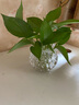 宝兰晶 玻璃水培瓶容器铜钱草植物绿萝花瓶透明客厅插花球摆件小田园风艺术 树叶肚径10cm(小)无植物 实拍图