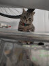 麦富迪麦富迪（Myfoodie） 猫粮藻趣儿美毛冻干成猫粮9kg 实拍图