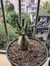 飞沭重瓣沙漠玫瑰多肉奇趣植物老桩耐旱花卉绿植盆栽当年开花 实拍图