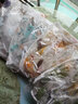 佳曼加厚弹力空调防尘罩通用全包挂机罩空调罩（适合1-1.5匹） 鲸鱼 实拍图