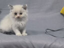 养只宠物狗狗玩具球幼犬实心球大型犬马犬磨牙弹力球宠物狗训练 普通款实心球大号约6.8CM 无规格 实拍图