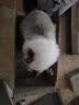 瓜洲牧猫抓板耐磨耐抓猫爪板猫窝四季通用猫屋沙发防抓猫咪玩具非不掉屑 普通款【电视机单层】小号12斤内 实拍图
