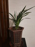 现不带花苞 兰花春剑精品浓香型兰花盆栽名贵兰草苗玉堂春 5苗连体送肥药 经典老种 实拍图