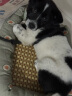 licheers猫狗窝凉席小型犬宠物猫咪睡垫夏季床垫泰迪中大型犬狗垫子 S号 晒单实拍图