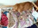 北鼻狗 狗垫子狗窝猫窝 宠物垫子小中大型犬窝垫 泰迪狗狗用品睡垫毛毯 灰色90*70CM【适合50斤内】 实拍图