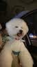 拉维佩特（LOVINGPET） 狗狗牵引绳胸背带 可调节泰迪狗绳子小型犬牵引绳幼犬猫咪牵引绳 蓝色套装 易穿脱 M 7-15斤左右 胸围35-60cm 实拍图