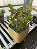 寿禾 香草苗大全薄荷苗盆栽带土可食用秧苗冬春季四季观赏绿植薄荷叶 百里香苗5棵 实拍图