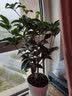 开时果 四季桂花树苗盆栽老桩浓香型花卉 室内植物客厅阳台好养绿植盆景 【家居点缀】精品桂花/40-50cm+砖红加仑盆 基地直发 实拍图
