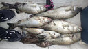 伊酷达（ECOODA） FENI.X100金属近海船钓轮慢摇铁板轮沉底钓水滴轮渔线轮磁力刹车 左手轮 实拍图