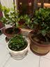 意轩花卉盆栽白茉莉白色茉莉花苗重瓣茉莉白茉莉盆栽茉莉 白茉莉5-6棵苗【带花苞】 实拍图