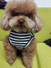 ISPET狗狗衣服宠物泰迪猫咪衣服金毛大中小型犬薄款四季通用&新疆棉 黑色-部分码数升级两袖 L 建议8-10斤 实拍图