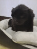 珑小宠狗窝猫窝宠物窝舒适透气四季通用泰迪大型犬小型犬中型犬狗垫子 灰色46*36*15建议10斤内 实拍图