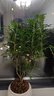 开时果 正宗胡椒木盆栽清香型 桌面植物苗防驱蚊草绿植盆景源头直发包邮 【6年大苗】白福瓷盆底托+肥料 实拍图