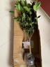 桂花树苗桂花苗盆栽金桂四季桂室内外浓香型阳台花卉绿植庭院盆景植物 黄金桂【浓香型】 4年苗【开花多】 实拍图