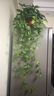 绿有意绿植盆栽多肉花卉盆栽植物室内桌面水培绿植办公室客厅植物懒人 吸甲3盆】绿萝+金边吊兰+金钻 实拍图