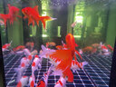 森森超白鱼缸水族箱客厅大型底滤专业龙鱼缸智能生态懒人鱼缸 经典黑 专业款 长195x宽61x高163cm（5代水槽） 实拍图