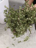 开时果 正宗胡椒木盆栽清香型 桌面植物苗防驱蚊草绿植盆景源头直发包邮 【6年大苗】南瓜白瓷盆+肥料 实拍图