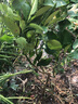 蓝馨花苑嫁接柚子树苗南方北方种植盆栽地栽阳台庭院果树苗柚子苗当年结果 红心蜜柚 5年壮苗 当年结果多多 实拍图