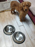 皮皮淘 不锈钢狗碗狗盆猫碗盆宠物饭碗猫狗食盆饭盆金毛泰迪小中大型犬 中号 2个 实拍图