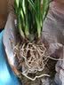 劉閣蘭花建兰花苗 红素大花 红满天 夏带花苞室内室外绿植兰草花卉盆栽 7苗非连体裸根 实拍图