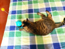 宠多乐 猫玩具逗猫棒猫咪玩具套装自动旋转蝴蝶 湖蓝色不倒翁漏食球 实拍图