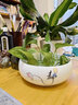 裕轩堂水仙花盆陶瓷创意大号无孔铜钱草碗莲睡莲多肉小水培容器一叶莲 禅静8寸 大 实拍图