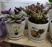 裕轩堂多肉组合随机花盆陶瓷绿萝吊兰室内创意简约多肉大号桌面阳台盆栽 2个17厘米花盆 小 实拍图