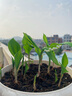 营养土养花专用通用型种菜盆栽土壤种植土种花花土多肉土肥料家用 种菜专用土100斤农艺师豪华配方 实拍图