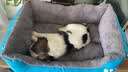 凯莉狗窝宠物泰迪狗狗垫子猫窝四季通用窝垫糖果大小型犬通用狗窝猫窝 糖果窝天蓝色 40*25cm(建议3斤内) 实拍图