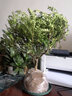 欧芽清香胡椒木植物办公室桌面绿植花卉 盆栽室内客厅 清香木独杆5年苗【加仑盆】 含盆 实拍图