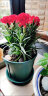 临雅康乃馨盆栽室内花卉植物桌面客厅绿植四季开好养活花苗红颜 晒单实拍图