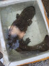 从都园顺丰包邮娃娃鱼活体生鲜大鲵海鲜水产鲜活淡水鱼肉质鲜美3-18斤 一条16斤 实拍图