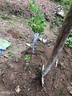 芥圃三华李子树苗嫁接信宜钱排银妃大三华李红心早晚熟李子苗新品种 钱排银妃三华李嫁接苗【带土带叶】 3年苗 高度：70-100公分 实拍图