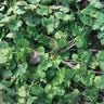 播种心情家庭种植蔬菜种子大全四季播种阳台盆栽农家庭院小菜园有机香菜菠 香辣二金条种子2包 实拍图